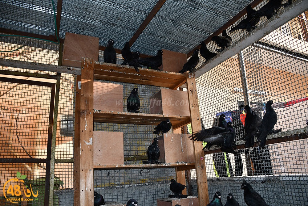 zohdi 3ashoor (74).jpeg